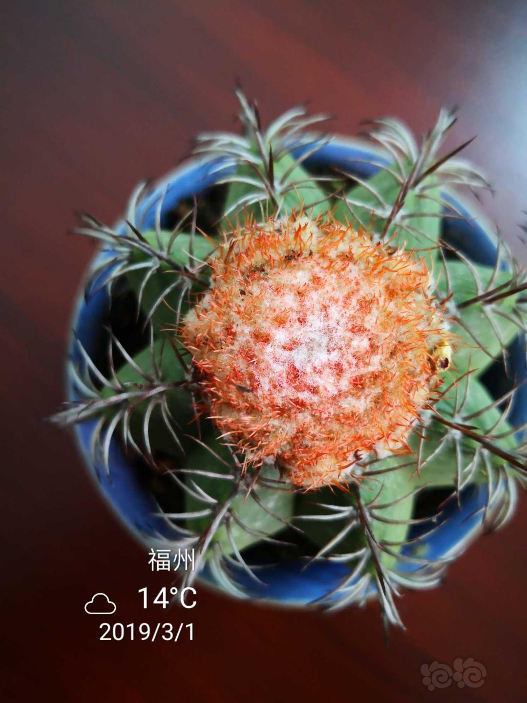 仙人掌赏云仙人球