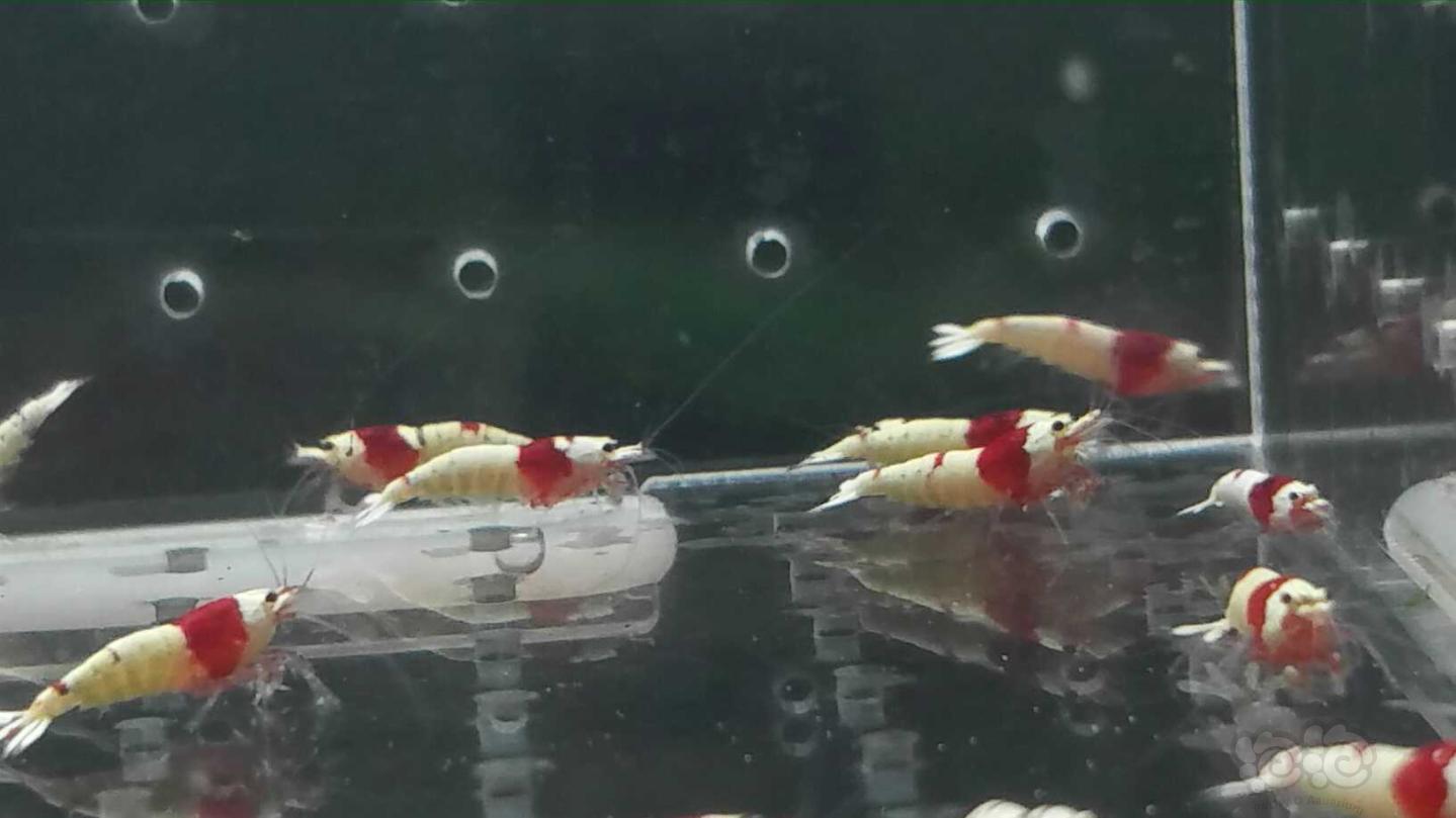 【虾】2019-03-17#RMB拍卖纯血红白水晶虾一份30只-图8
