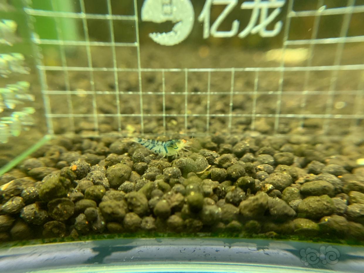 【虾】2019-03-05#RMB拍卖金眼水晶虾5只  -3-图2