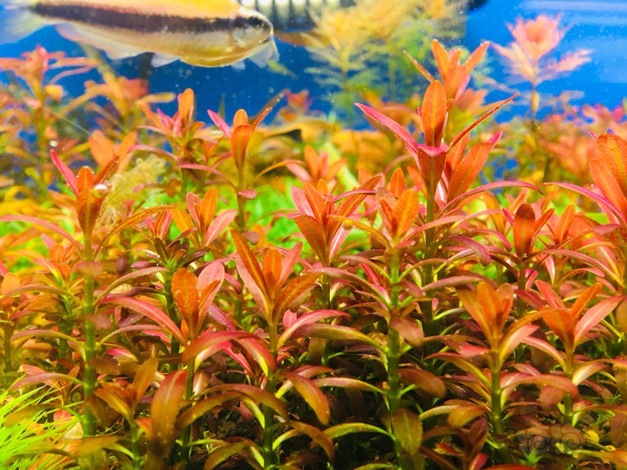 出带根夕烧一波