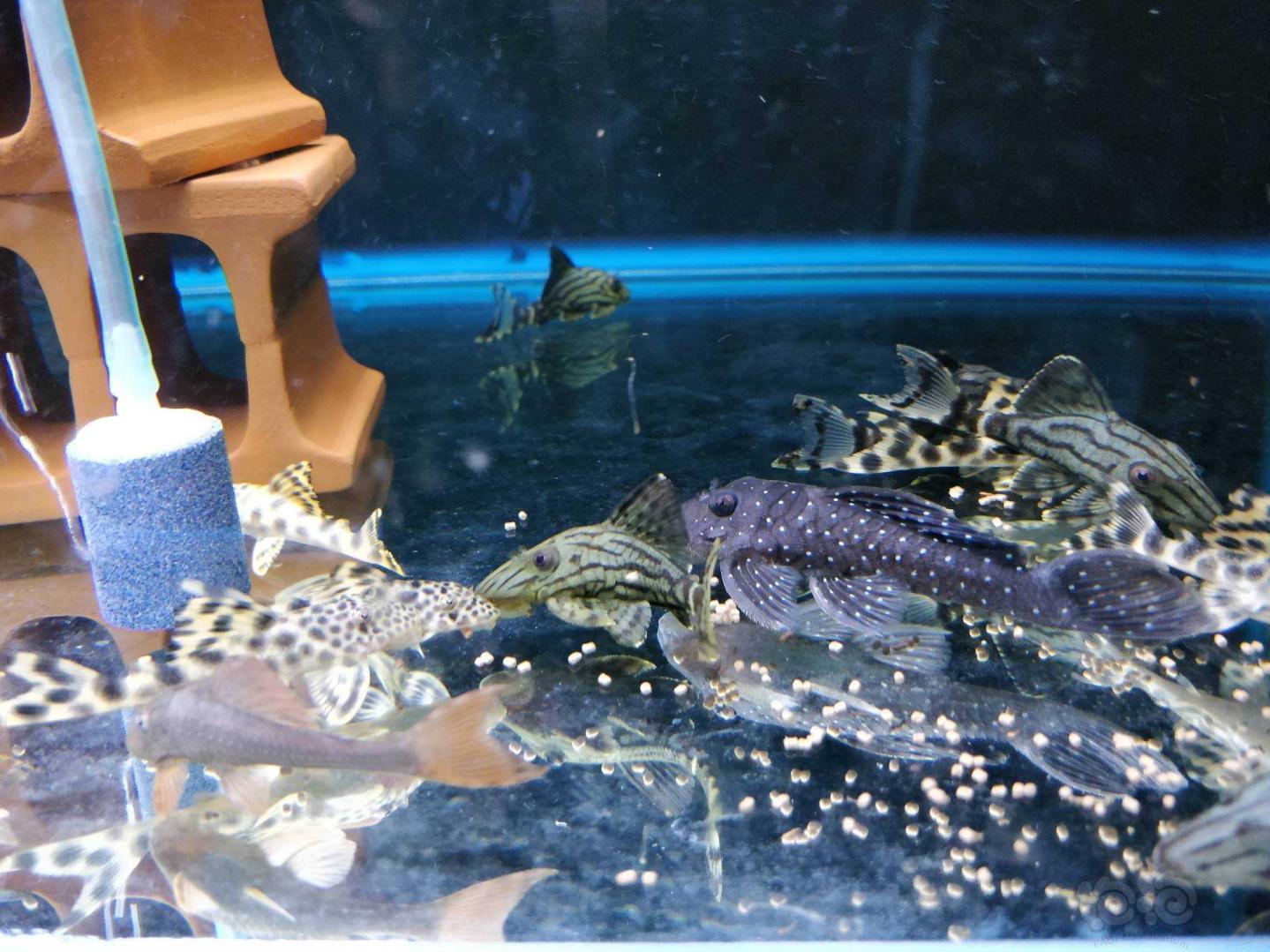 热带鱼出售野生鼠鱼异型长期有效