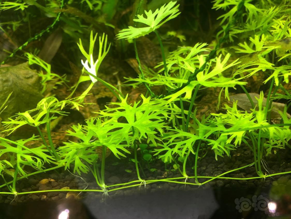 虾草丛生鹿角矮珍珠