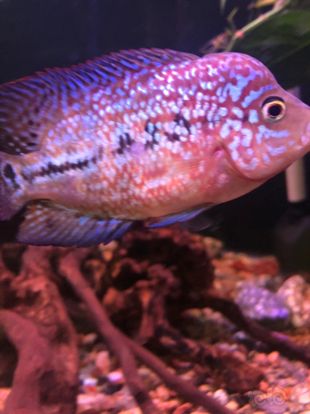 【罗汉鱼】白眼泰金发色完美打火机长度