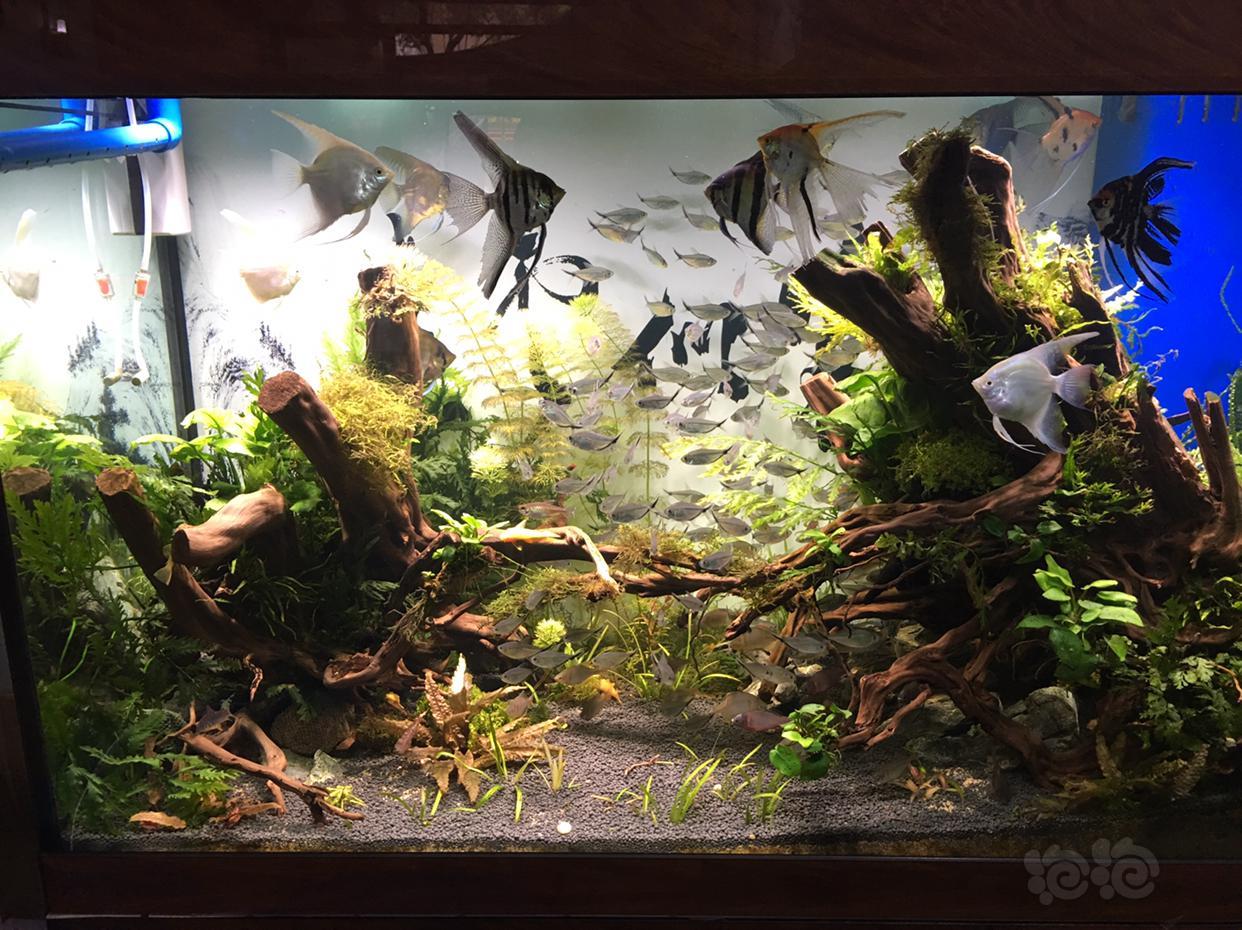 12底滤鱼缸改草缸好几个月啦晒个图