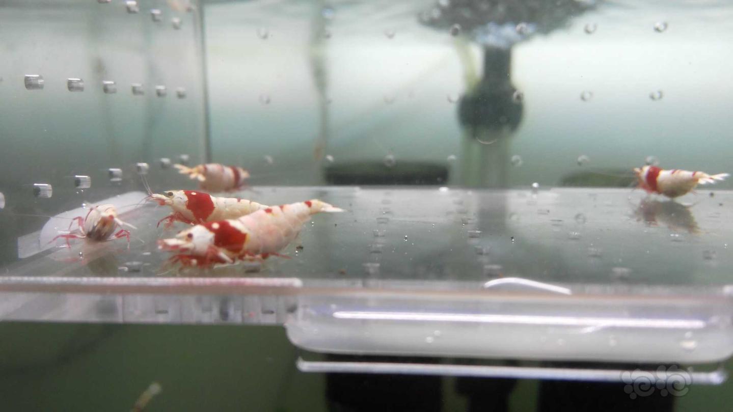 【虾】2019-3-21#RMB拍卖红白母虾一份6只-图3