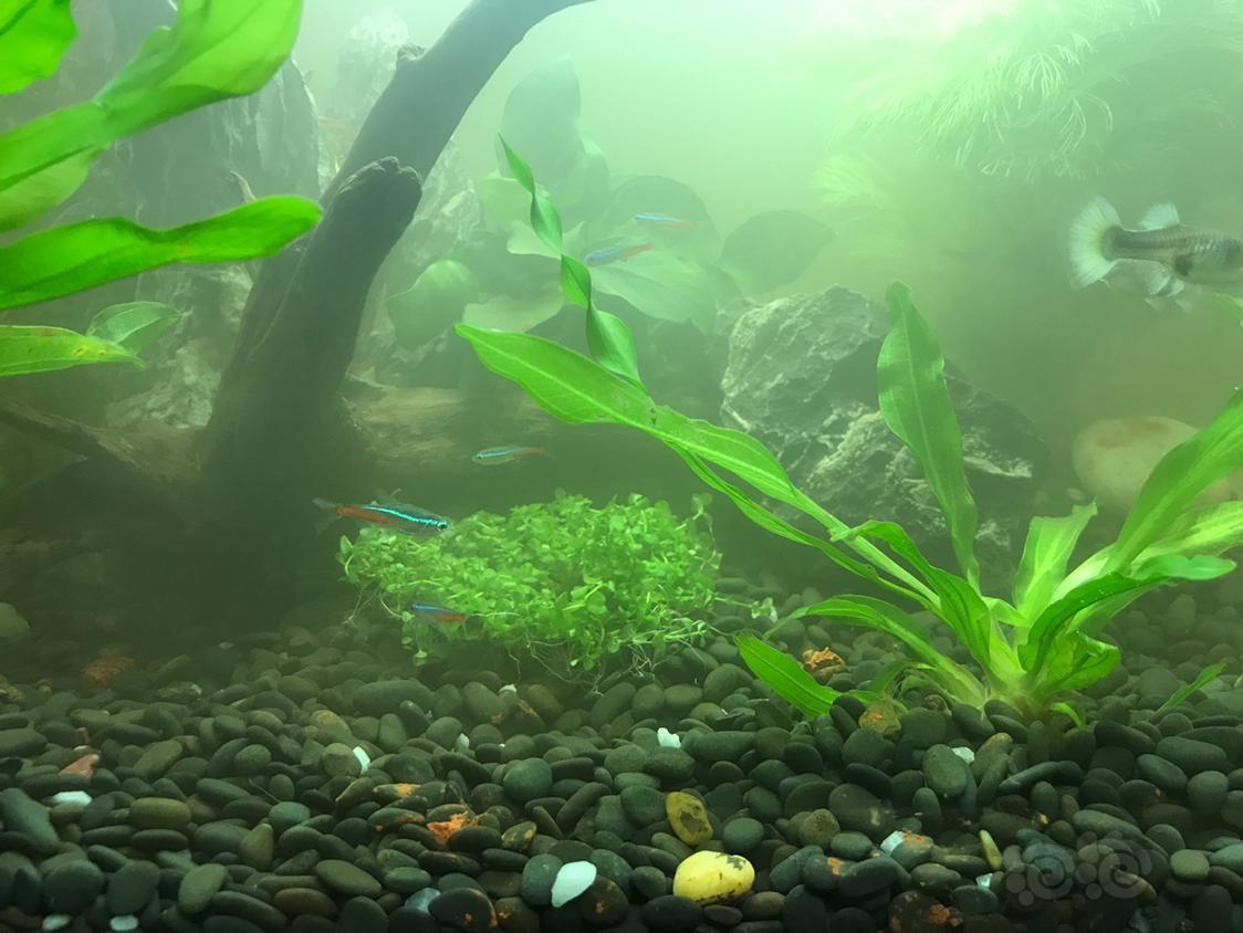 水草该如何固定水底呢请大神指教