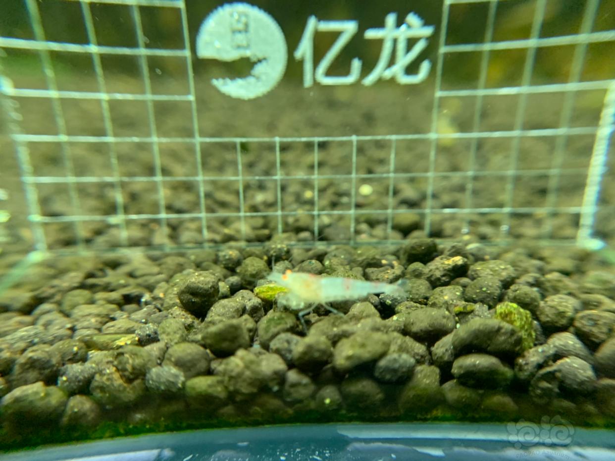 【虾】2019-03-08#RMB拍卖金眼水晶虾5只-图2