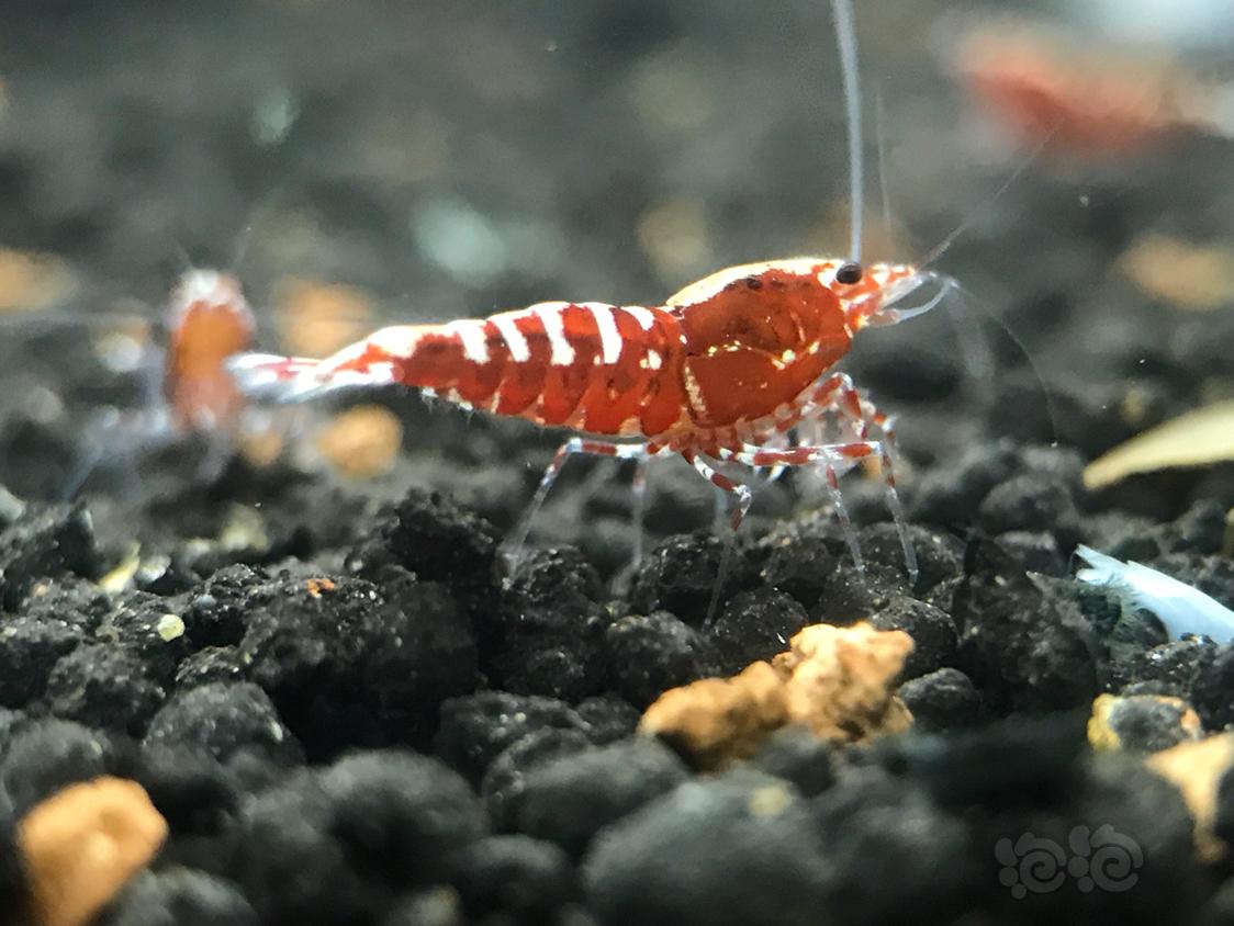 【虾】2019-3-7#RMB拍卖红银河鱼骨-图6