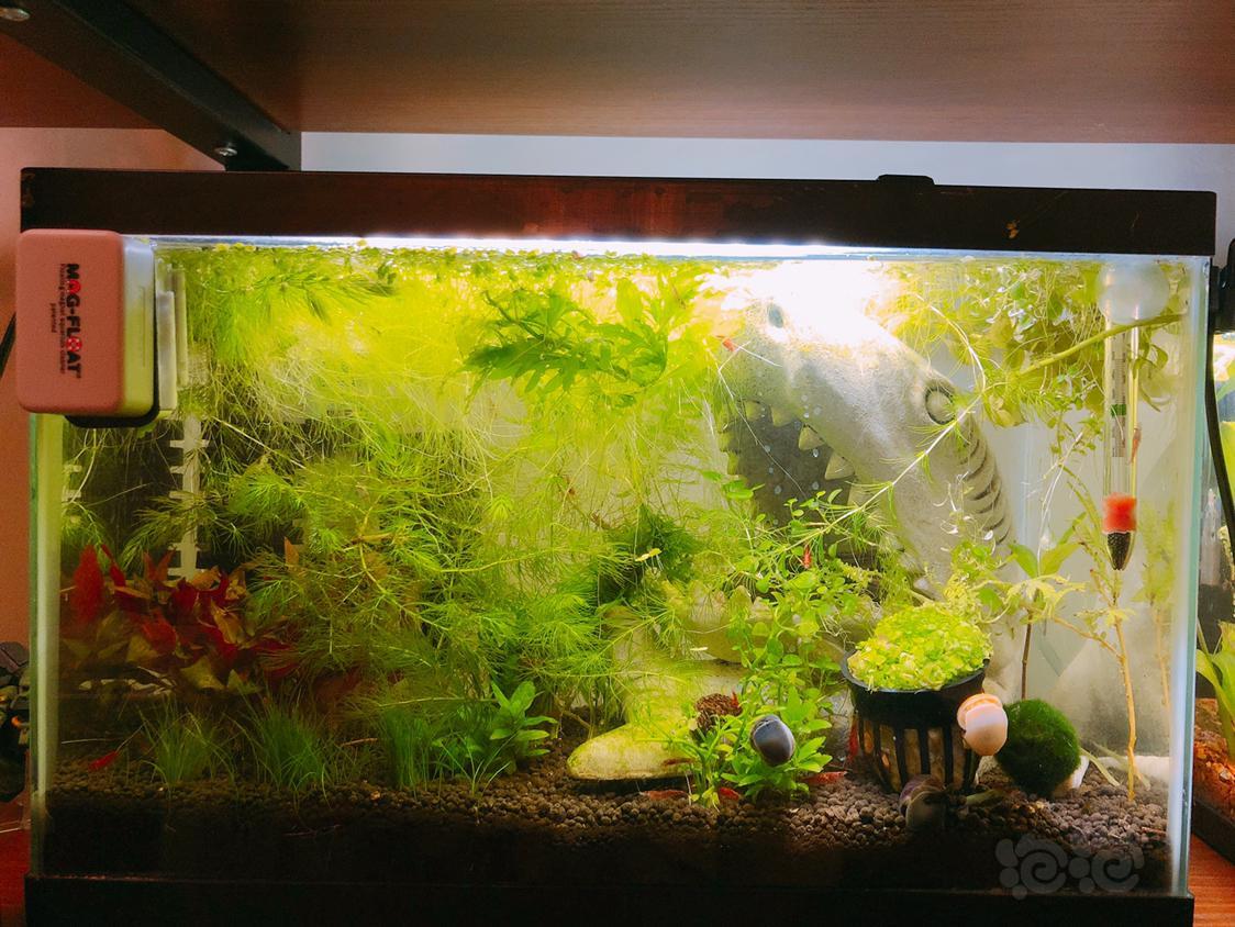 刚开始养虾晒一晒我的米虾缸