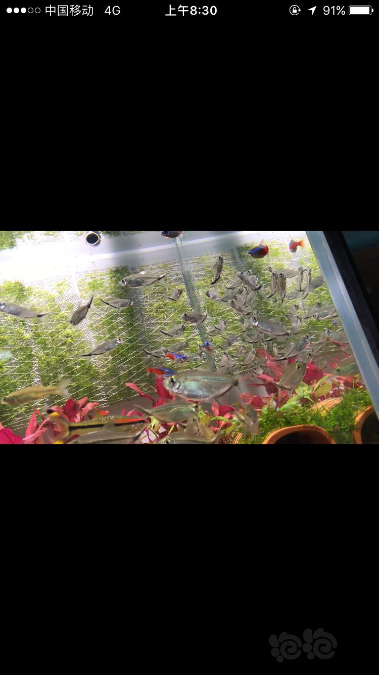 【灯科鱼】我养的小鱼，怎么不能发视频-图5
