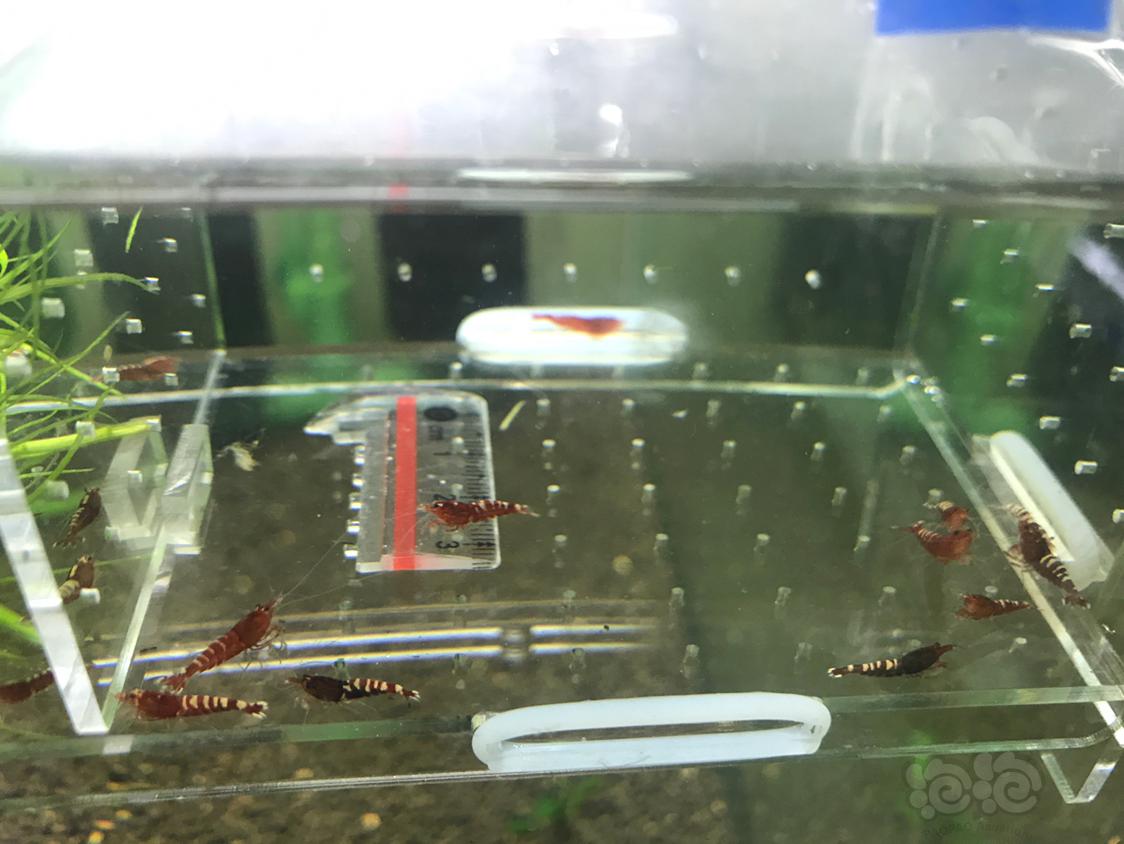 【虾】2019-3-13#RMB拍卖红斑马一份10只-图6