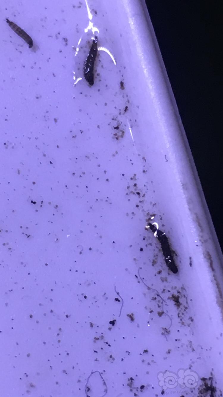 这是什么虫？水蛭幼虫吗？-图1
