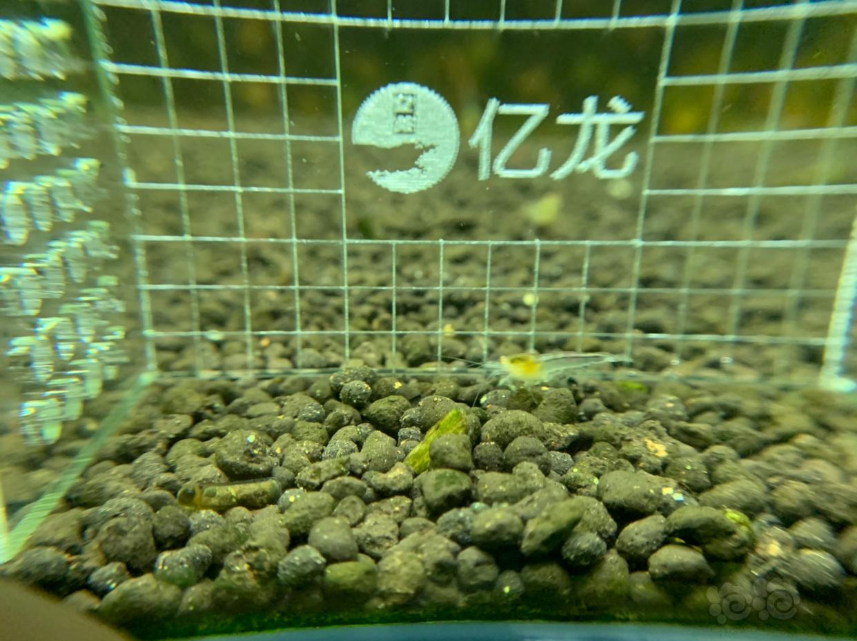 【虾】2019-03-08#RMB拍卖金眼水晶虾5只-图4