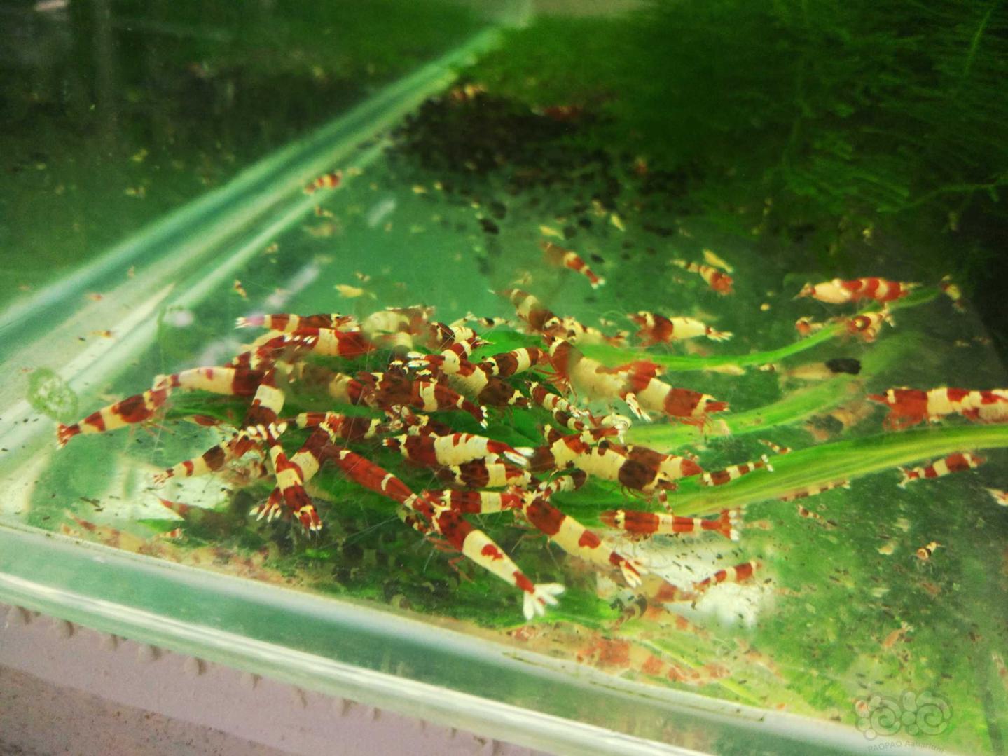 哈尔滨-安德烈水晶虾，春季酬宾活动-图2