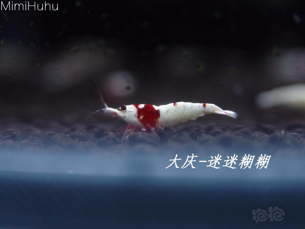 另一个血统红白水晶虾-图3