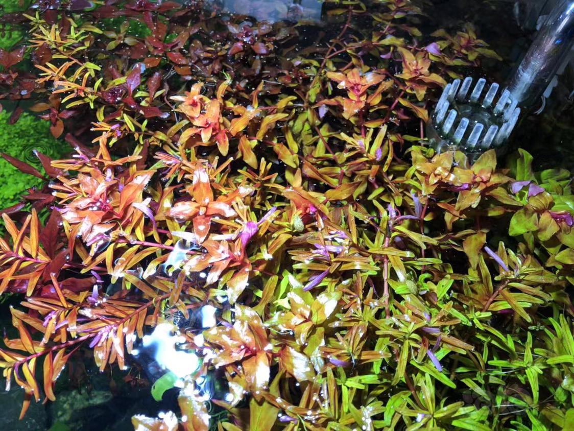 出紫红丁香红宫廷日本箦藻爬地珍珠-图4