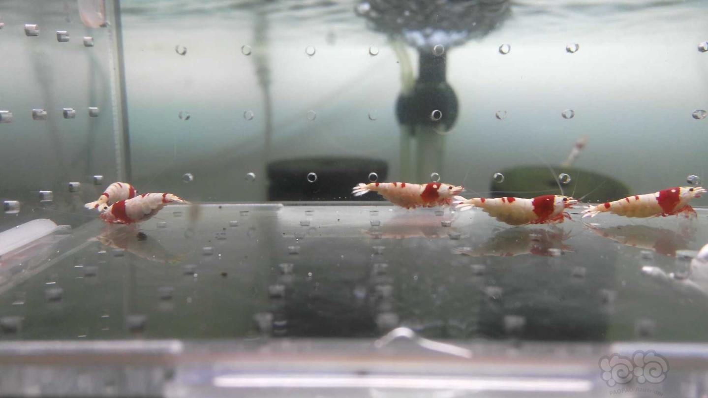 【虾】2019-3-21#RMB拍卖红白母虾一份6只-图7