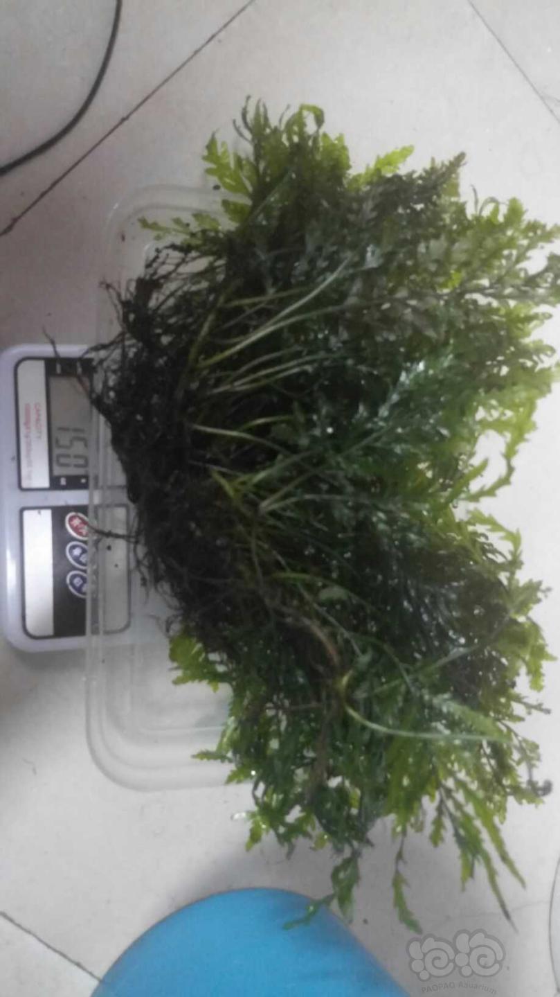 【用品】2019-03-10#RMB拍卖黑木蕨水草一份-图6