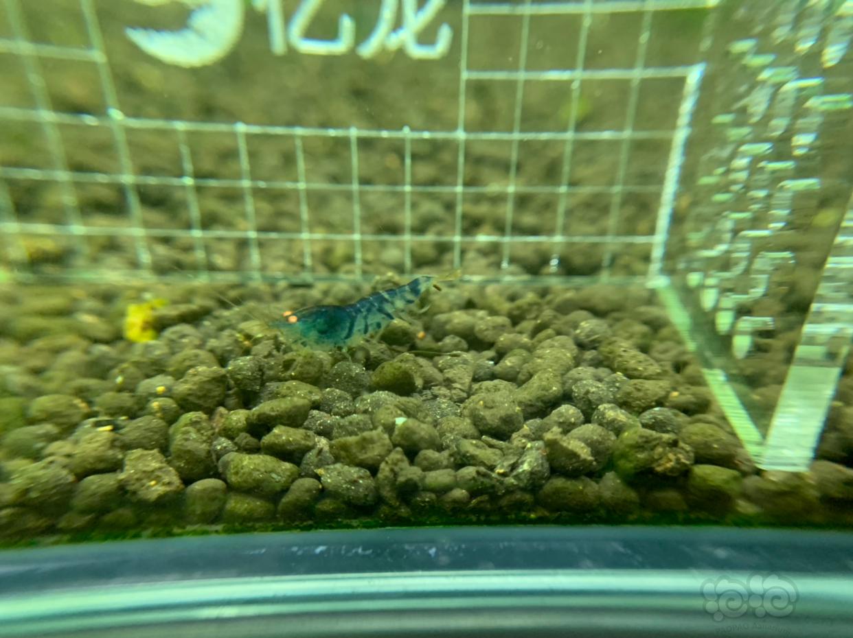 【虾】2019-03-07#RMB拍卖金眼水晶虾5只   -3-图2