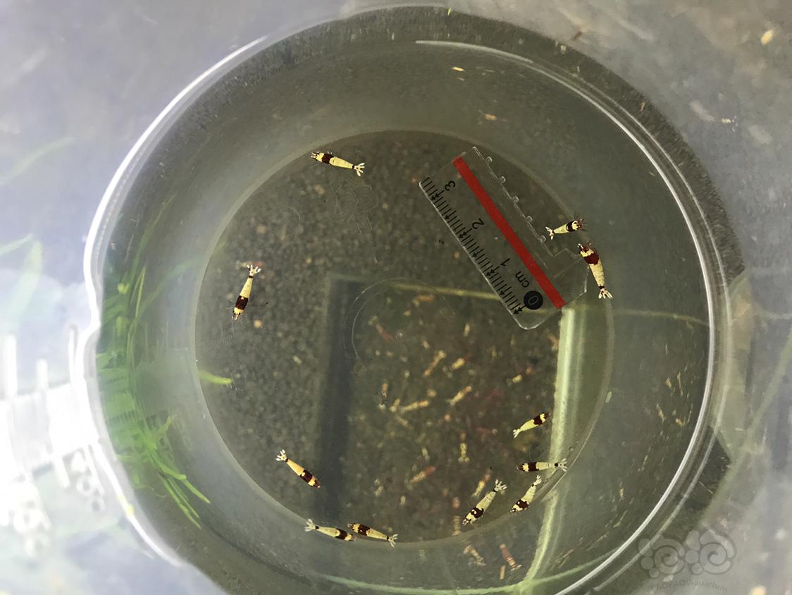 【虾】2019-3-6#RMB拍卖深色酒红白躯幼虾一份10只-图1