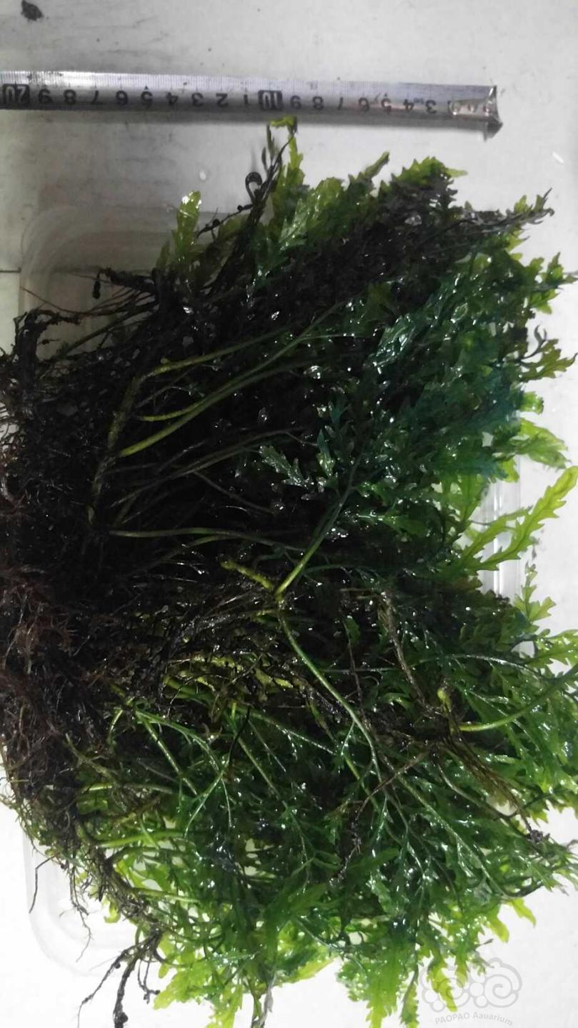 【用品】2019-03-10#RMB拍卖黑木蕨水草一份-图2