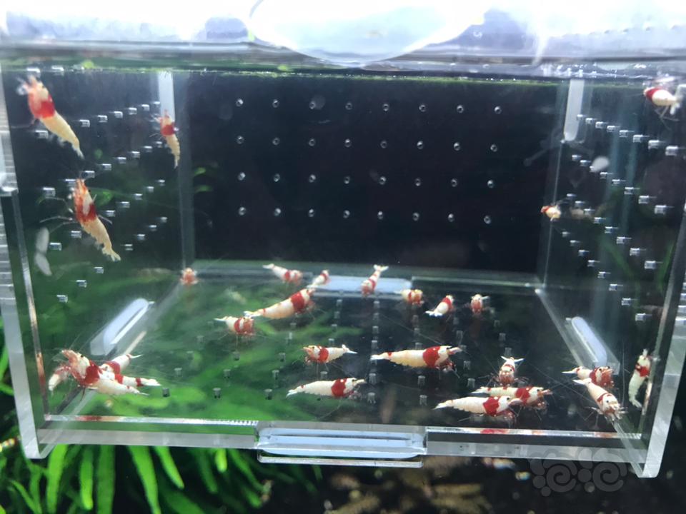 【虾】2019-03-07 RMB拍卖纯血红白26只一份-图4