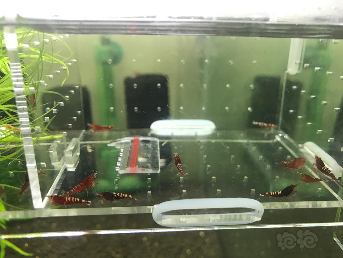 【虾】2019-3-13#RMB拍卖红斑马一份10只-图4
