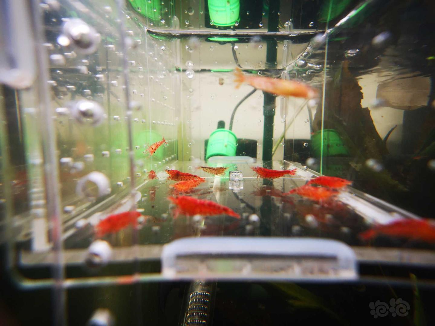 【虾】2019-03-23#RMB拍卖红线香橙虎水晶虾12只-图2