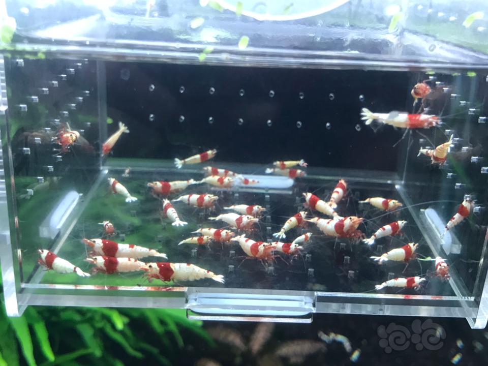 【虾】2019-03-09 #RMB拍卖纯血红白36 只一份-图2