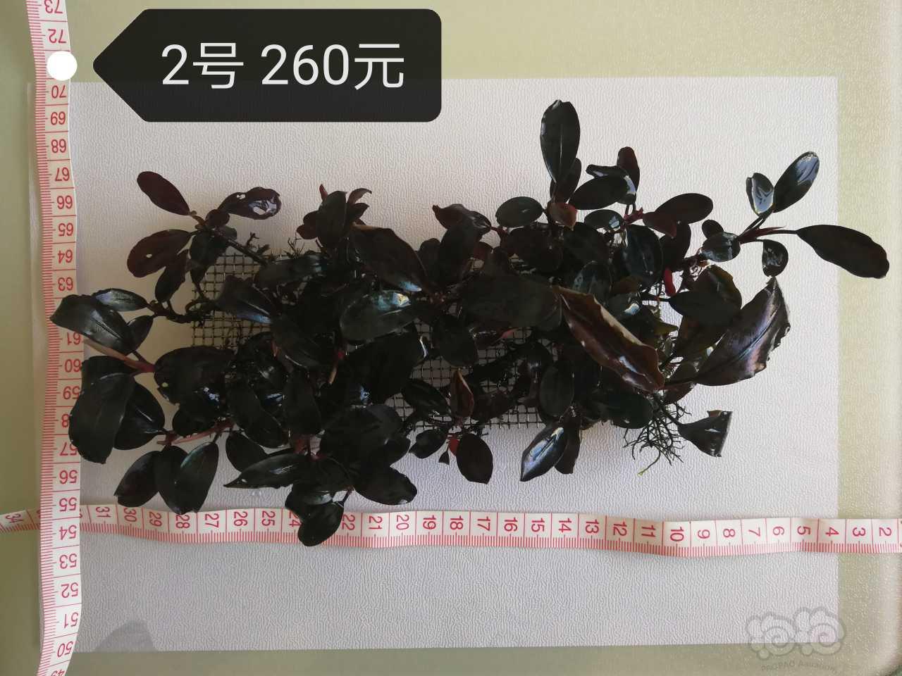 【辣椒榕】出售辣椒榕、细叶铁、黑木蕨-图5