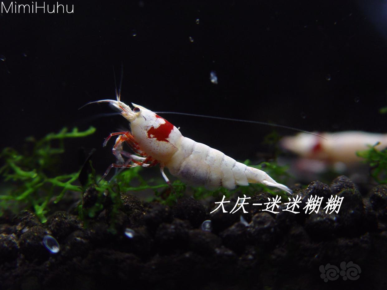 经典红白水晶虾-图2