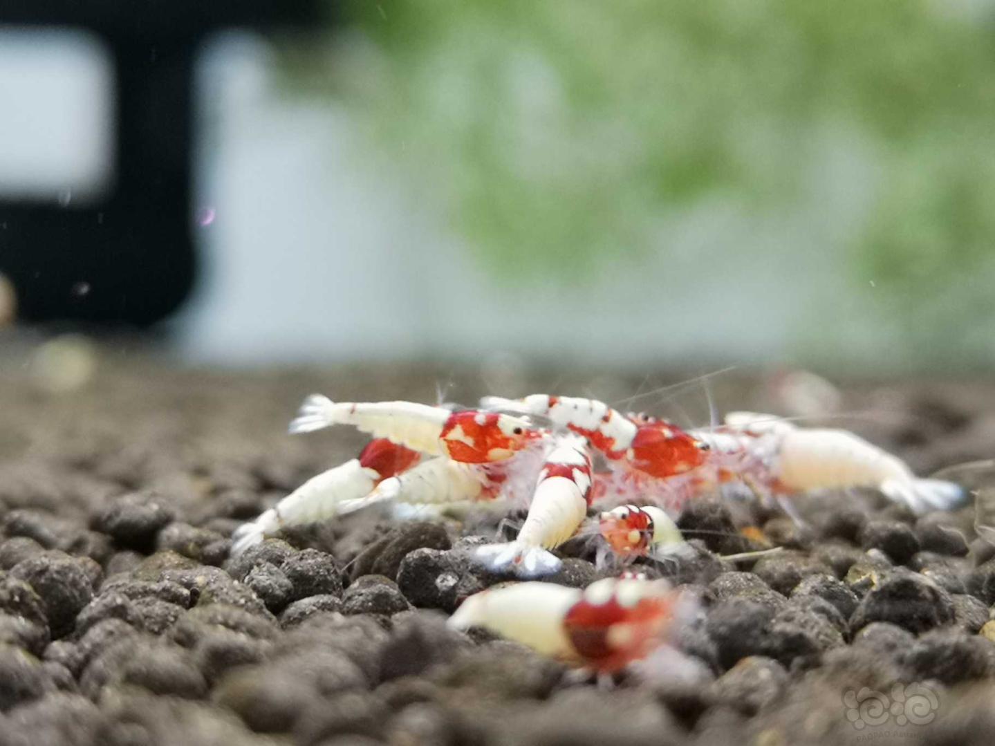 红姘头水晶虾-图3