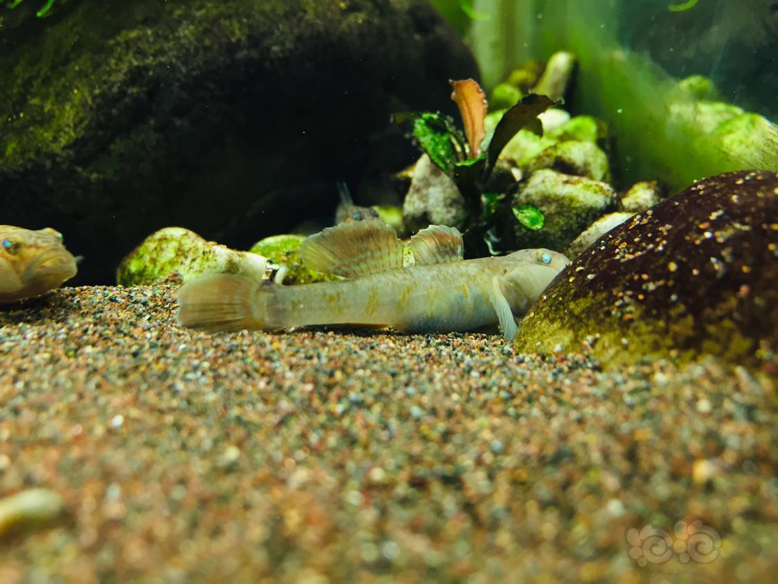 国内原生鱼野踩虾虎鱼