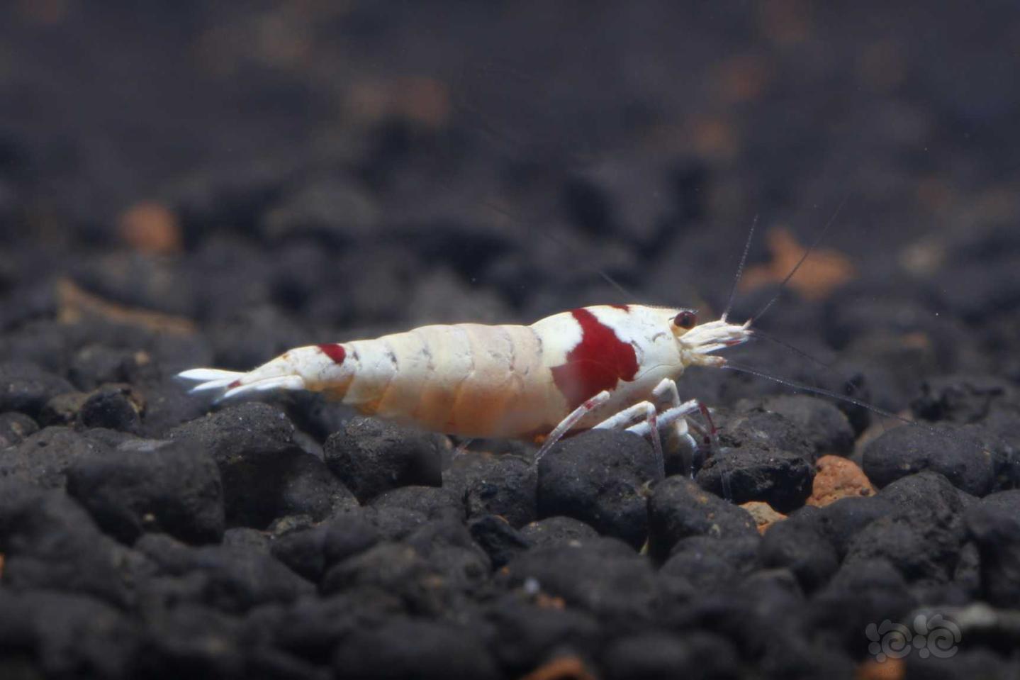 【虾】2019-03-04#RMB拍卖纯系红白繁殖组5公7母白区一份12只-图3