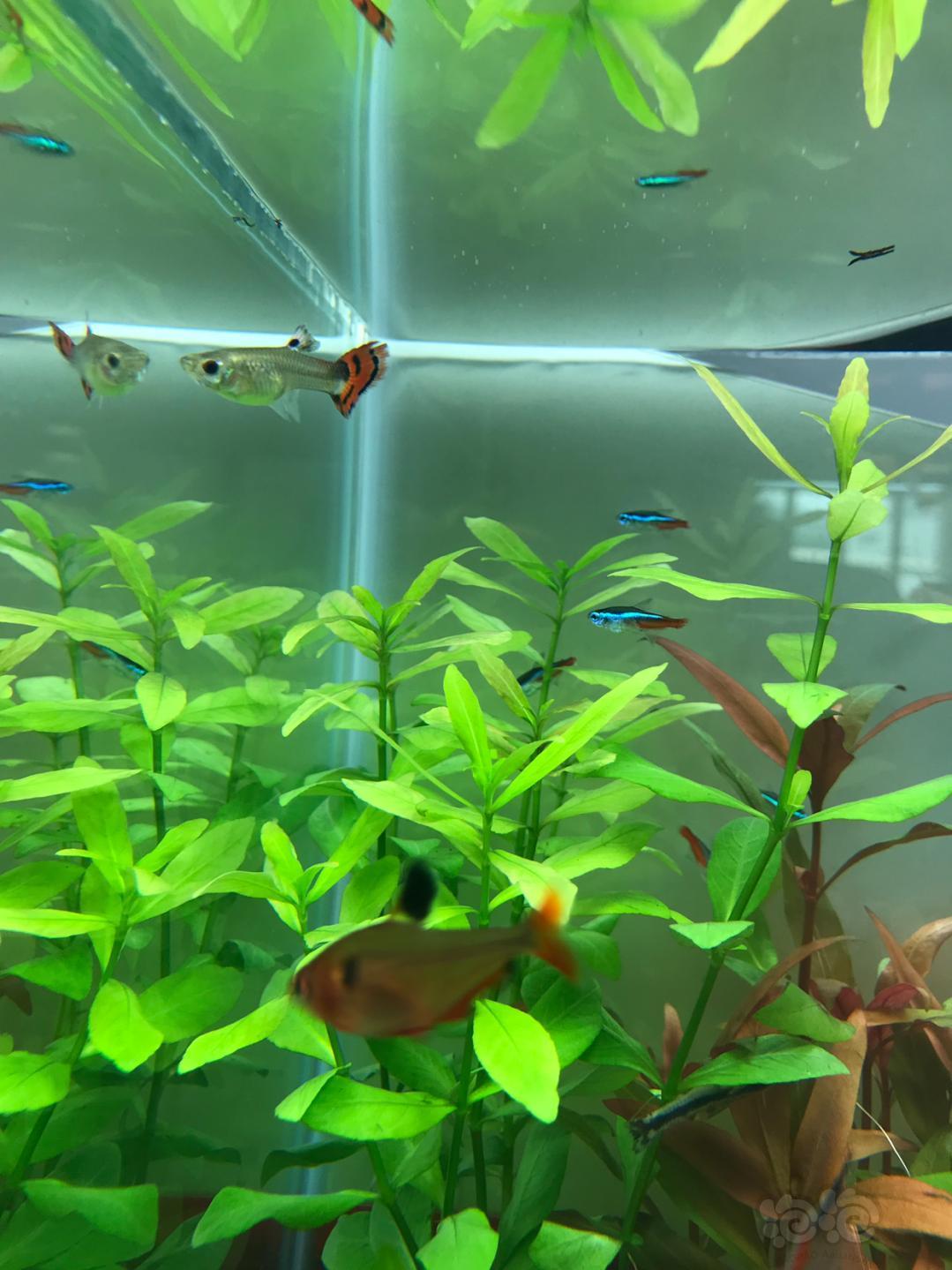 【孔雀鱼】孔雀鱼怀了嘛? - 泡泡水族