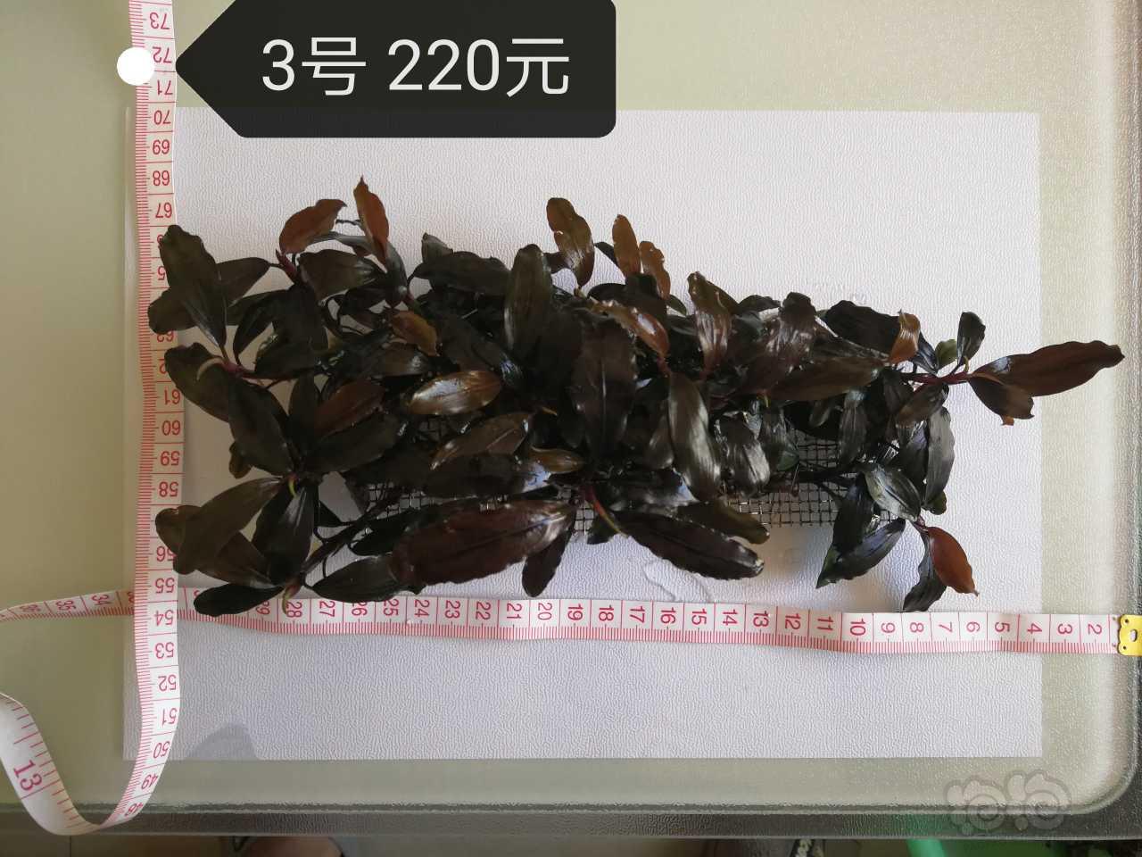 【辣椒榕】出售辣椒榕、细叶铁、黑木蕨-图7