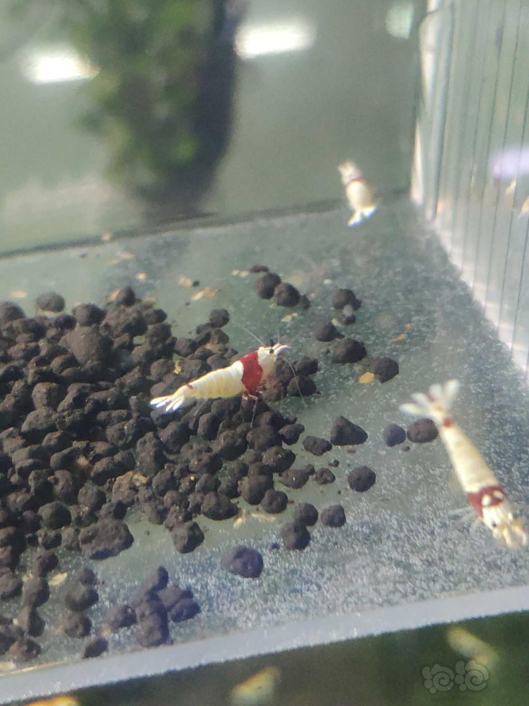 【虾】2019-03-22#RMB拍卖红白水晶虾8只-图6
