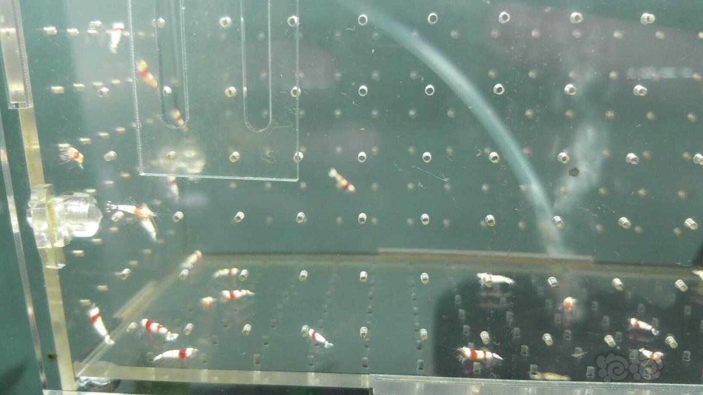 【虾】2019-03-11#RMB拍卖纯血水晶虾一份40只-图3