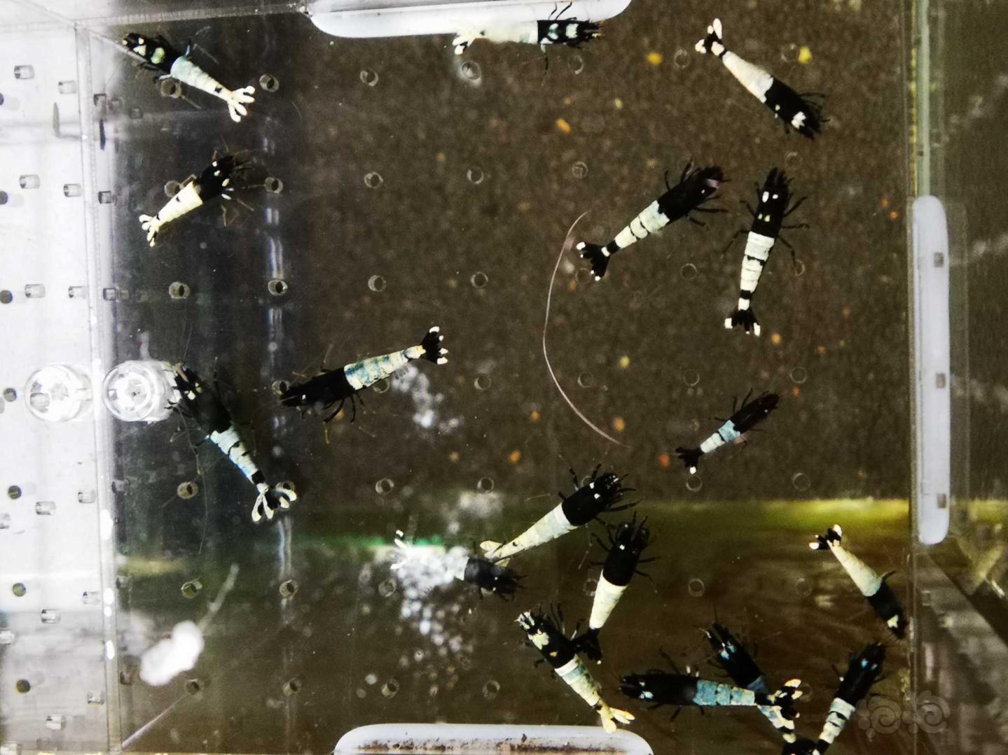 【虾】2019-03-23#RMB拍卖黑姘头水晶虾30只-图2