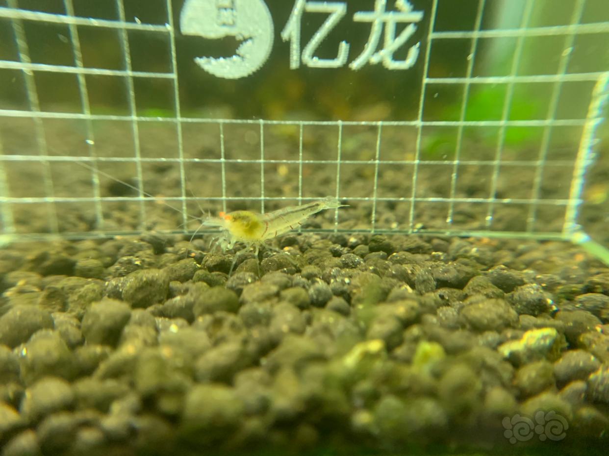 【虾】2019-03-06#RMB拍卖金眼水晶虾5只   -3-图2