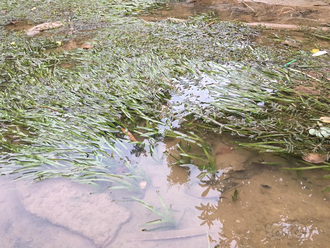 野採水蘭開原生和雨林