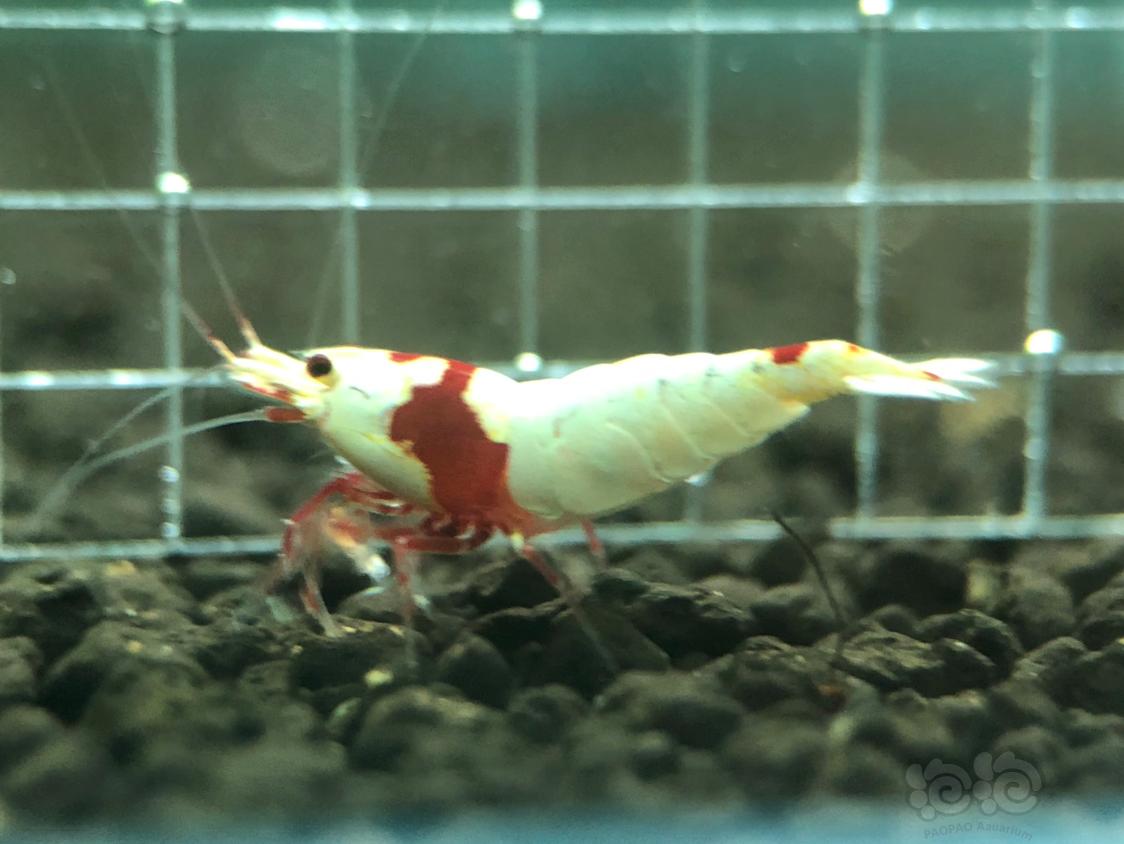 【虾】2019-03-24＃RMB拍卖红白水晶虾2只-图1