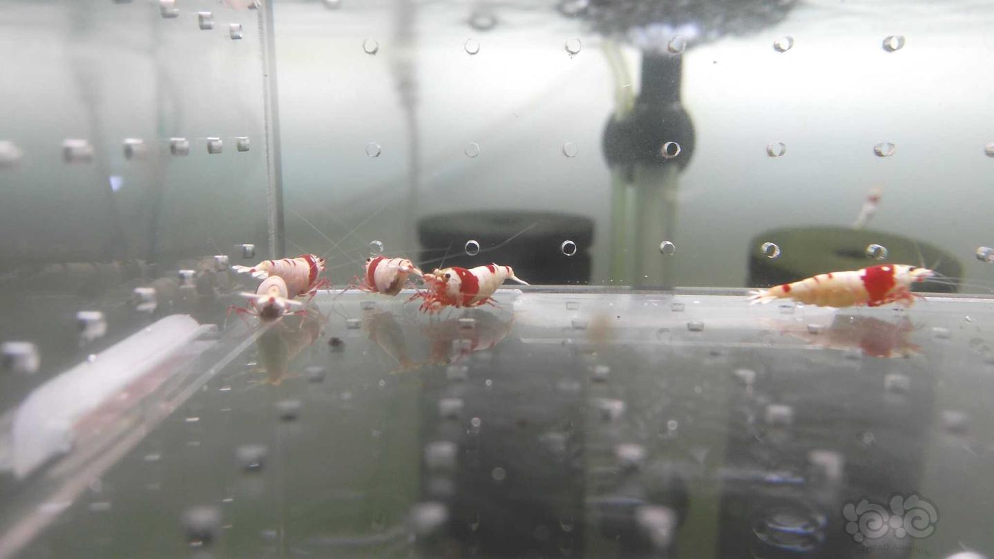 【虾】2019-3-21#RMB拍卖红白母虾一份6只-图5