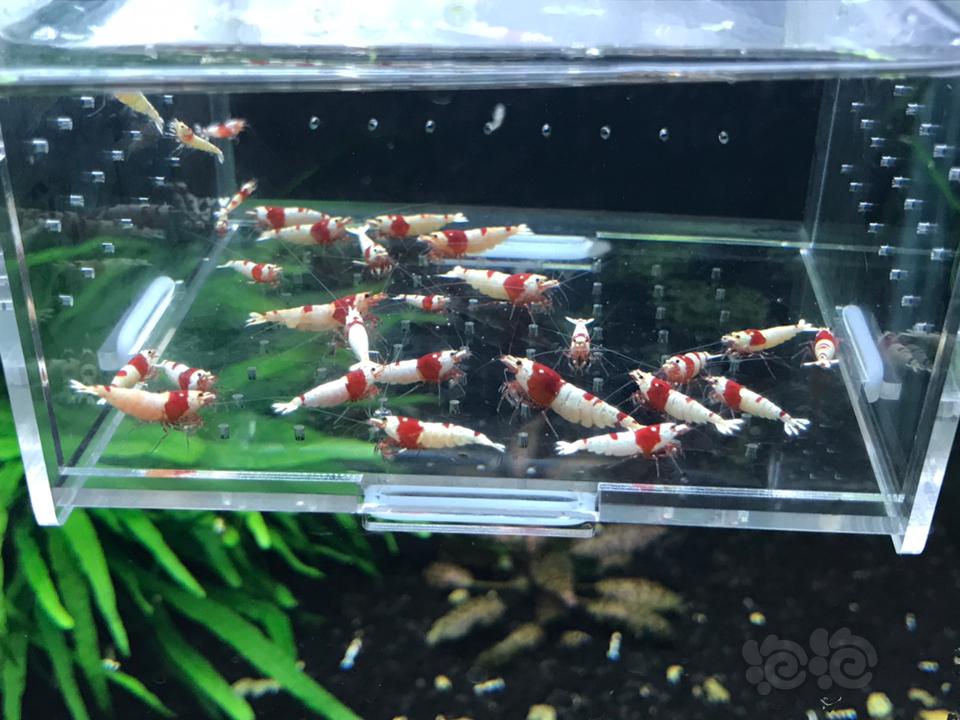【虾】2019-03-11# RMB拍卖纯血红白 30 只一份-图5