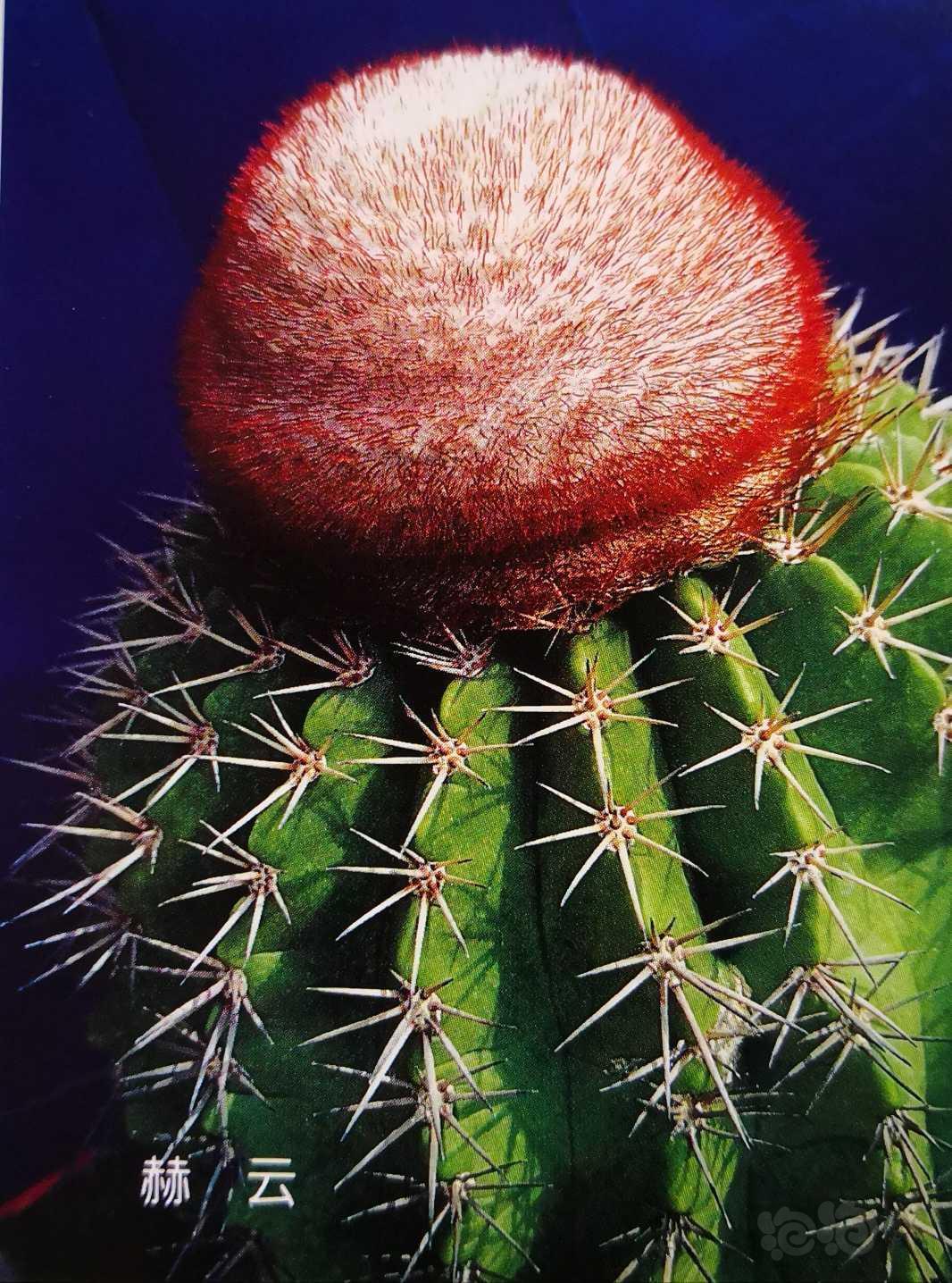 【仙人掌】赫云