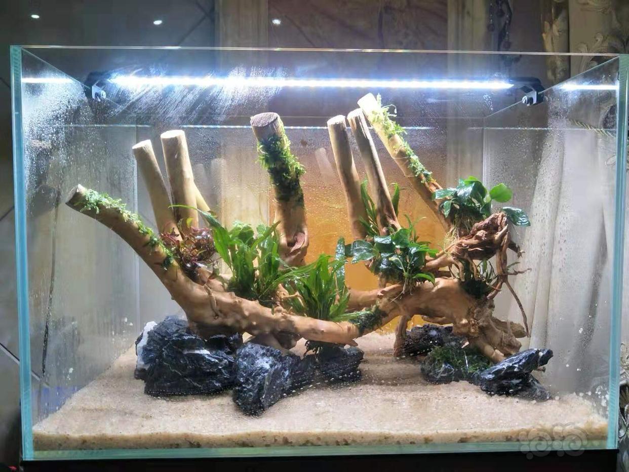 一木成景的杜鹃根