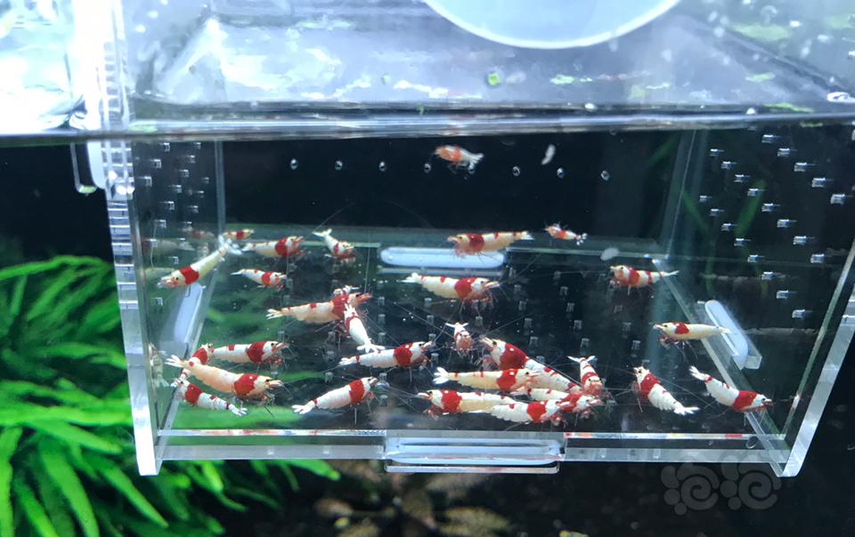 【虾】2019-03-11# RMB拍卖纯血红白 30 只一份-图4