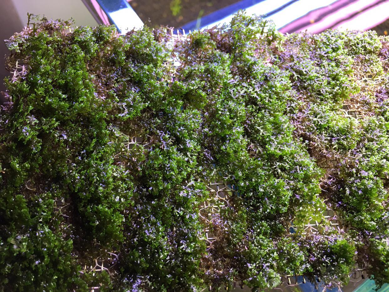 【赠送】每日一送,很差的珊瑚莫斯