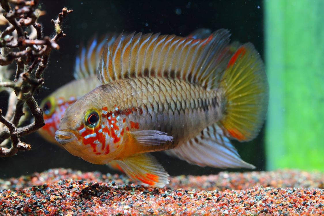 【短鲷】哥倫比亞d24短鯛-图6