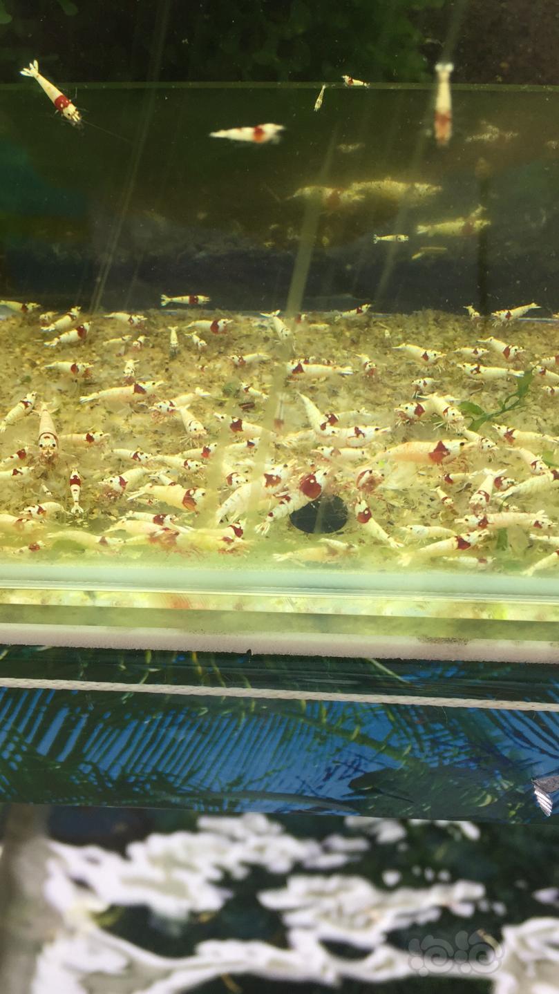 【用品】2019-03-24#RMB拍卖小球藻片一罐80g水晶虾/观赏螺，素食异形胡子大帆功能型饲料-图1